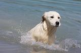GOLDEN RETRIEVER 899